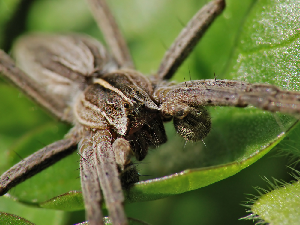 Sonnenbad einer Spinne 2