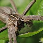 Sonnenbad einer Spinne 2