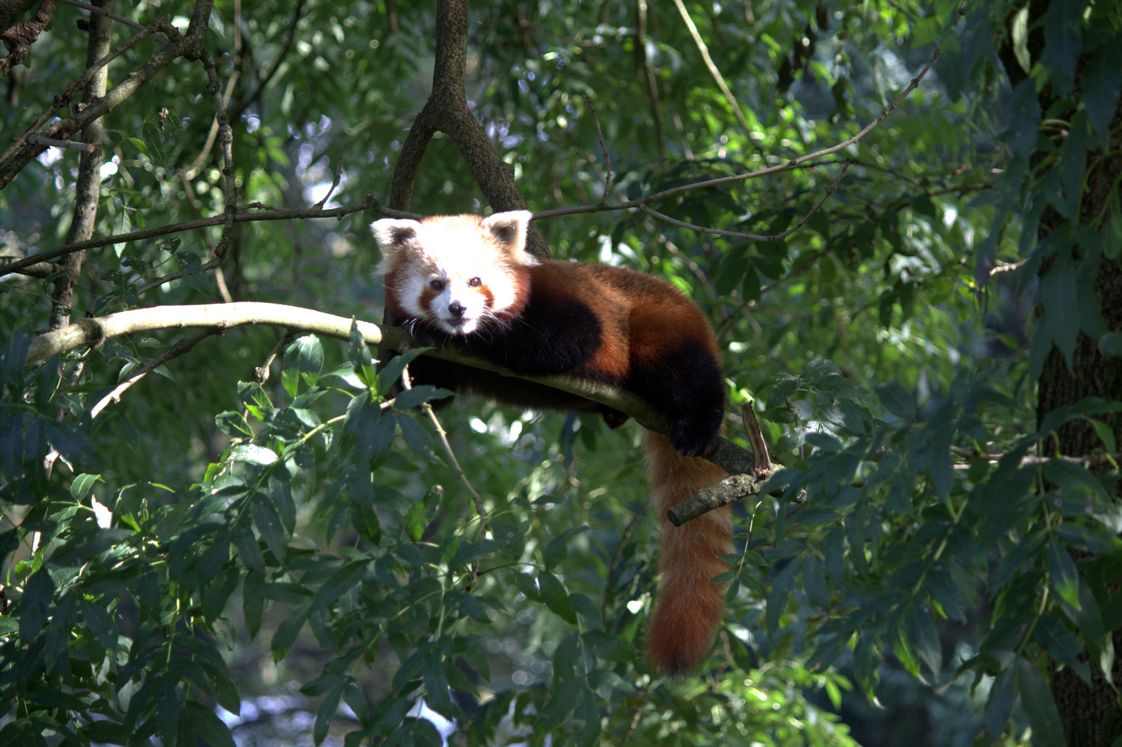 Sonnenbad eines kleinen Pandas