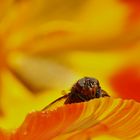 Sonnenbad für die Fliege