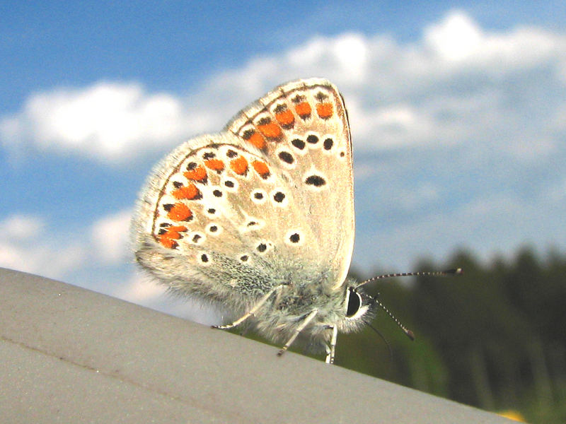 Sonnenbad für Schmetterlinge