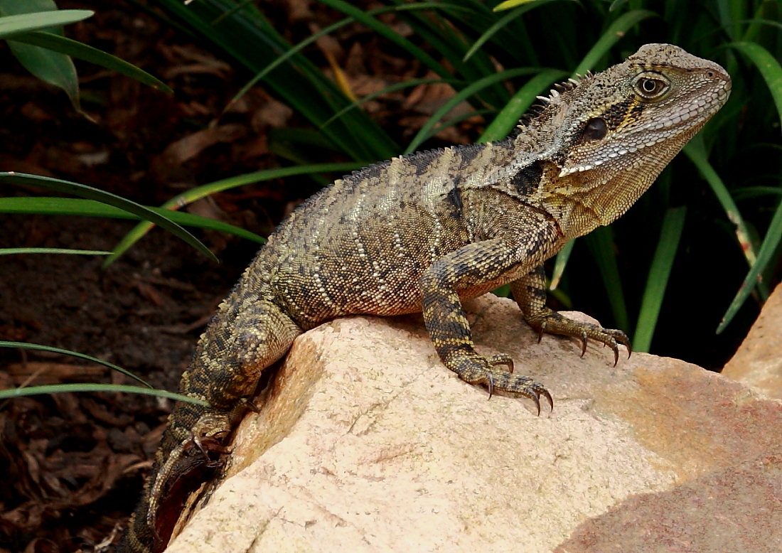 Sonnenbad im Australia Zoo