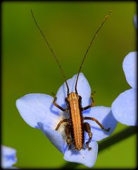 Sonnenbad im Blumenkleid