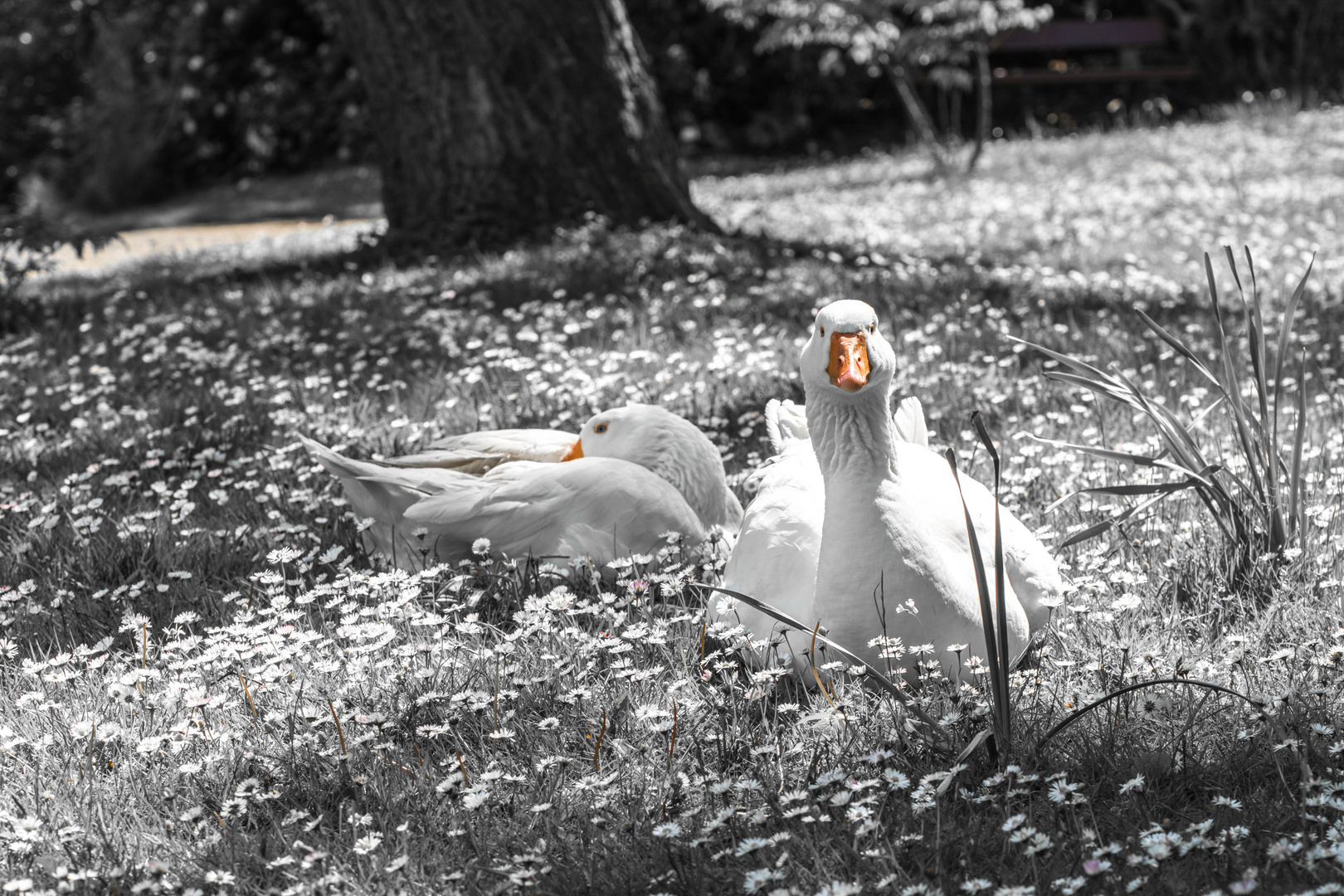 Sonnenbad im Bürgerpark