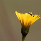 Sonnenbad im Frühling