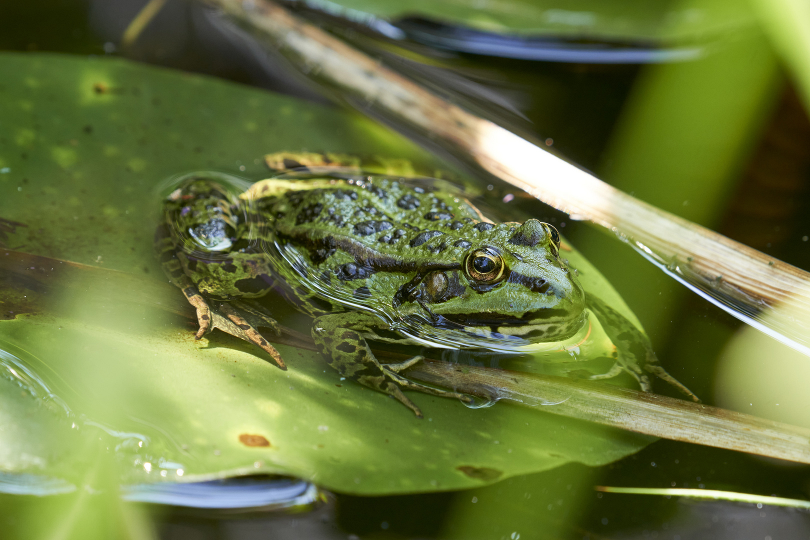 Sonnenbad im Gartenteich