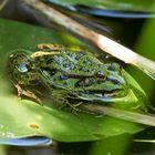 Sonnenbad im Gartenteich