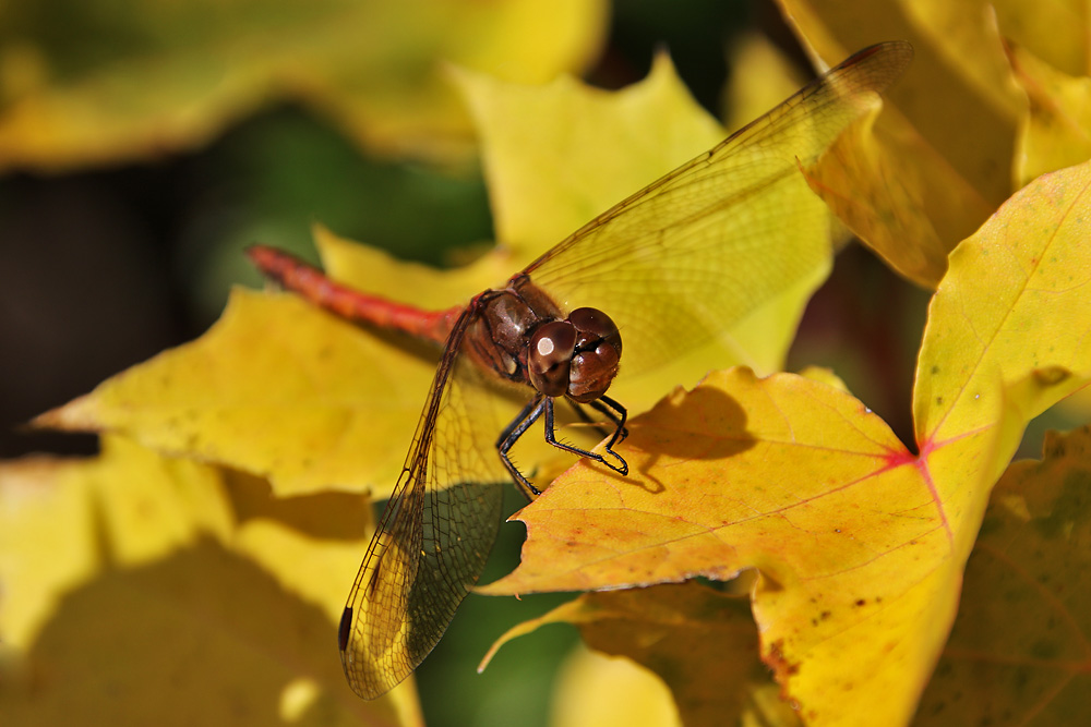 Sonnenbad im goldenen Oktober