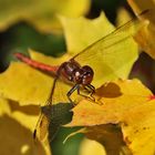 Sonnenbad im goldenen Oktober