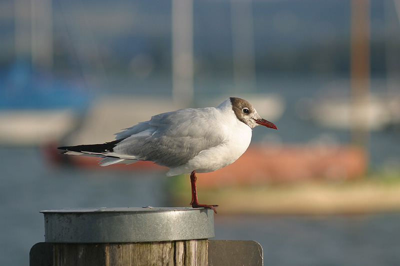 Sonnenbad im Hafen