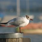 Sonnenbad im Hafen