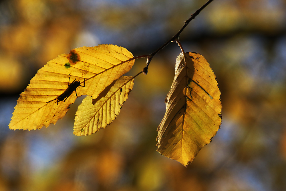 Sonnenbad im Herbst