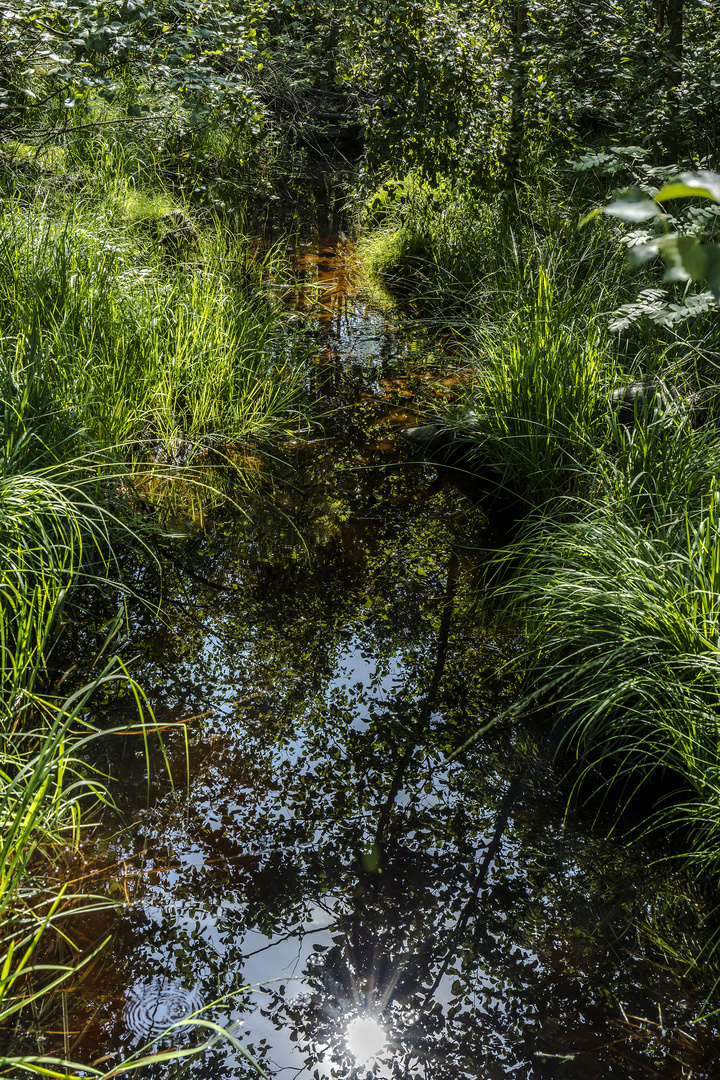 Sonnenbad im Moor