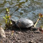 Sonnenbad im Park