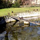 Sonnenbad im Schlossgarten