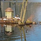 Sonnenbad im Stadtweiher