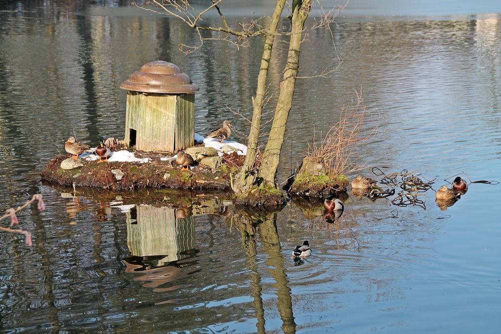 Sonnenbad im Stadtweiher