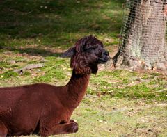 Sonnenbad im Tierpark Lüneburger Heide