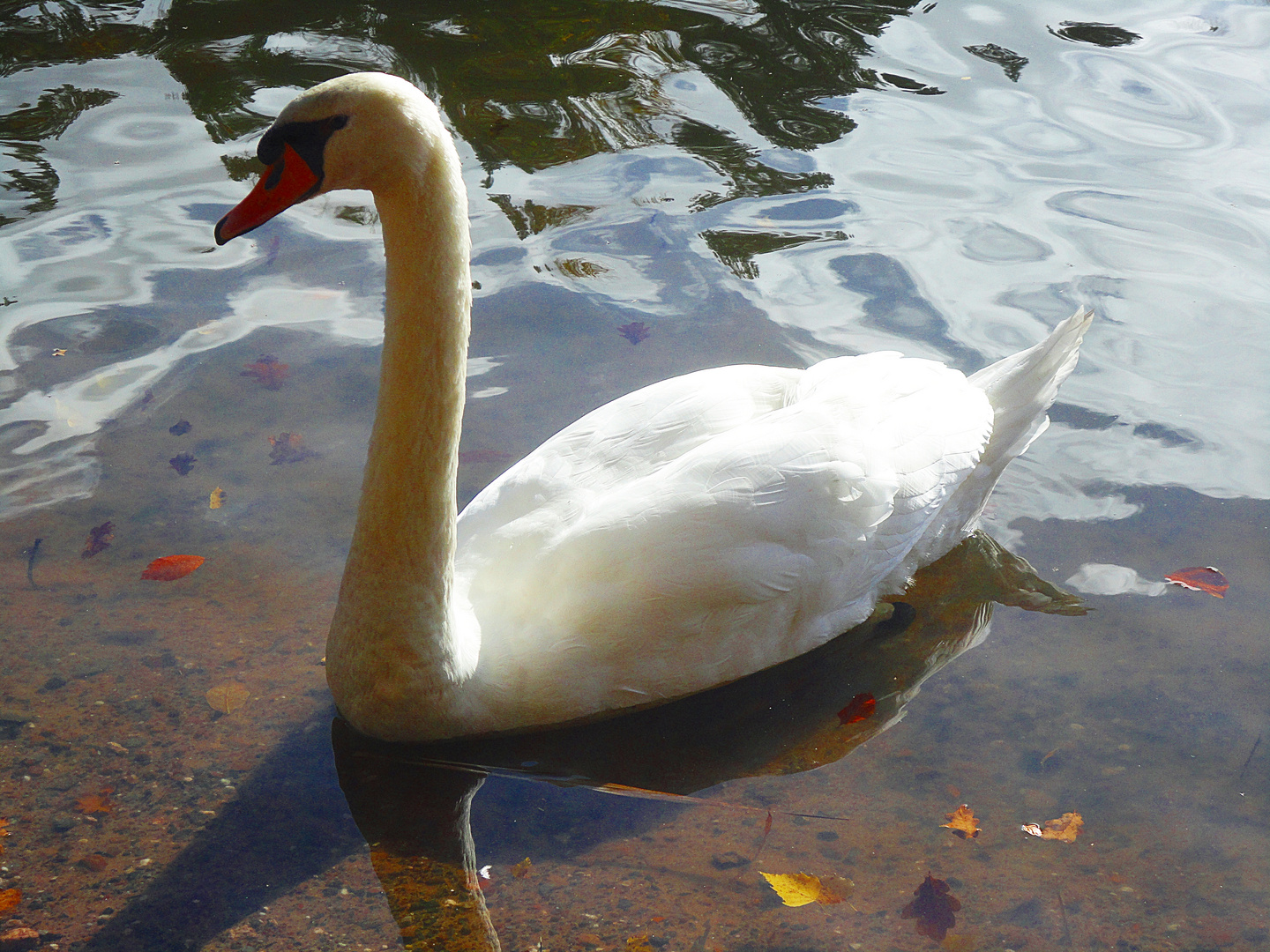 Sonnenbad im Vogelwoog 