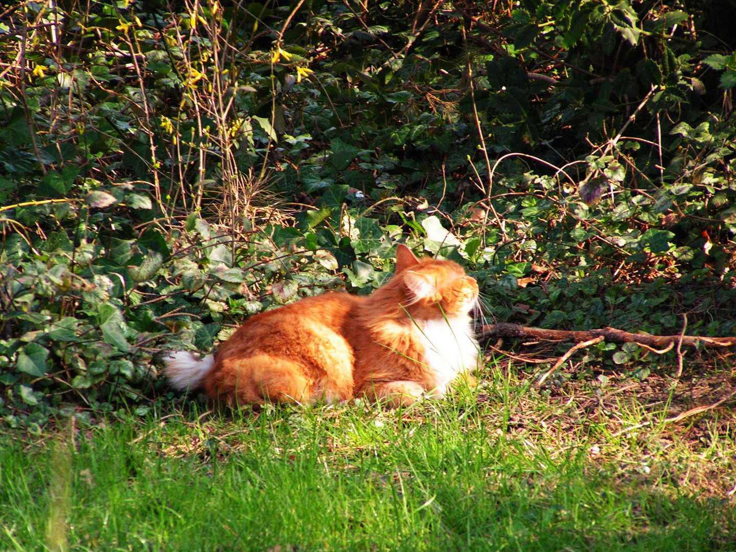 Sonnenbad im Vorfrühling