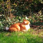 Sonnenbad im Vorfrühling