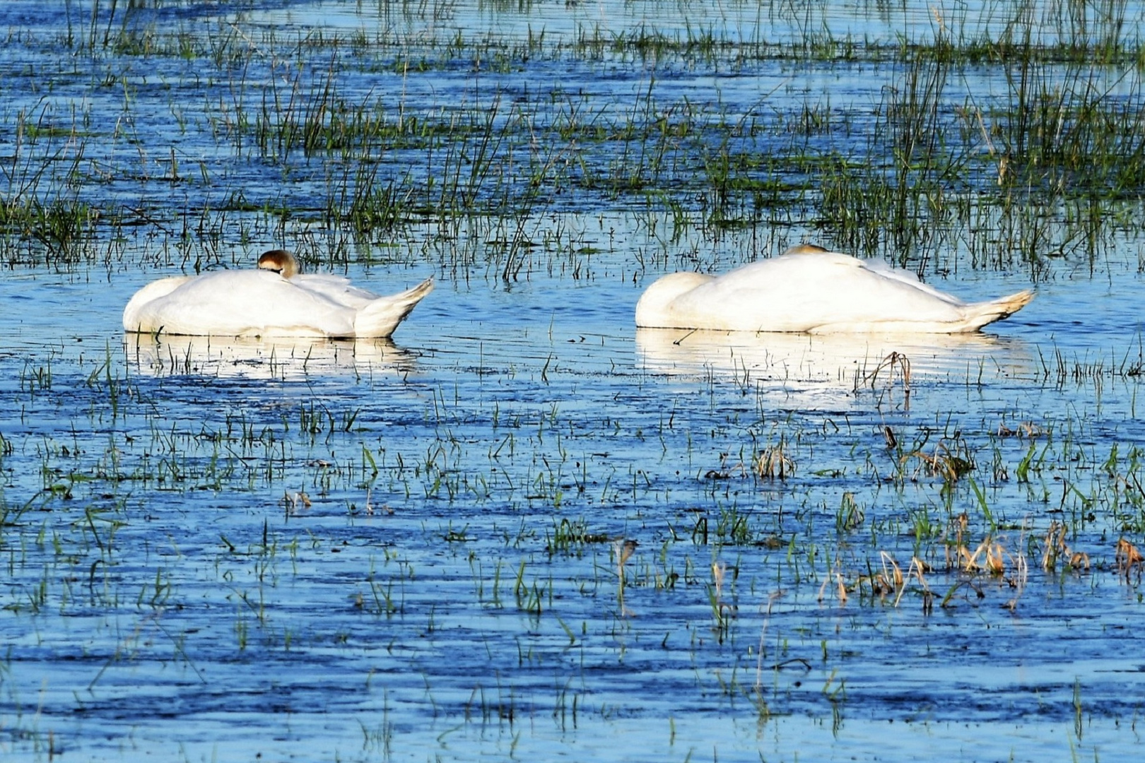 Sonnenbad im Wasser