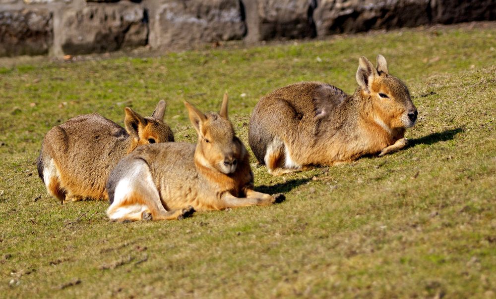 Sonnenbad im Zoo