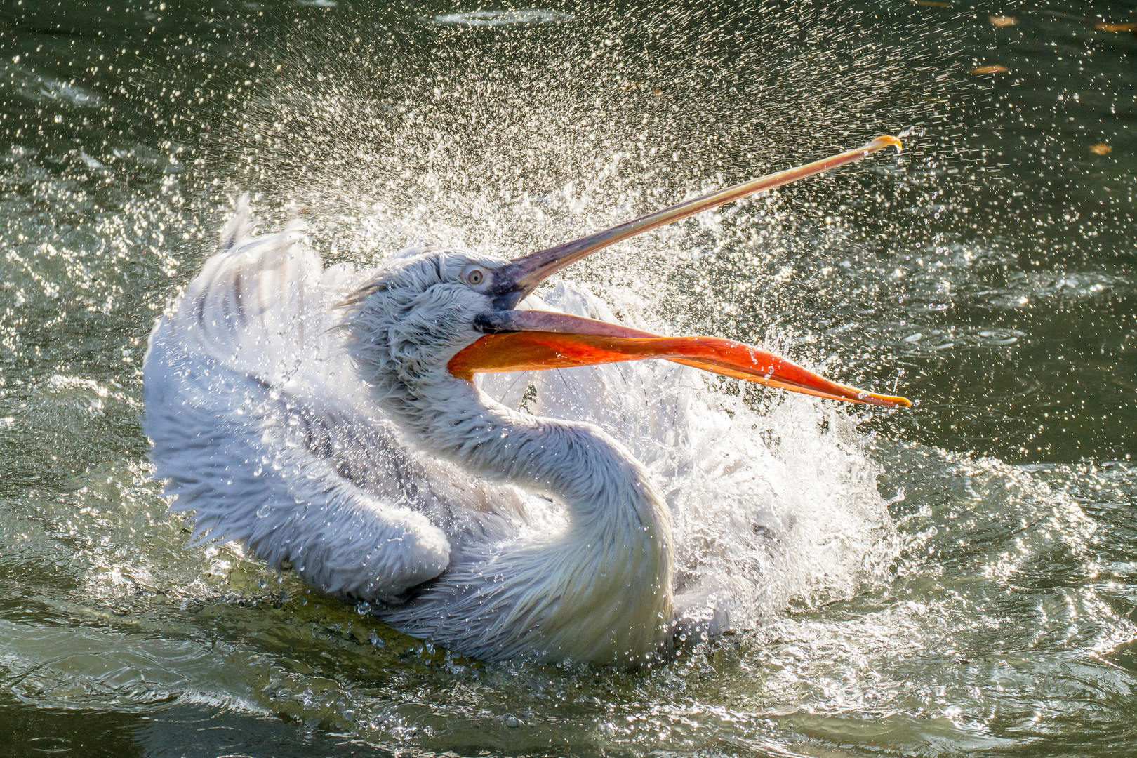 SONNENBAD im Zoo