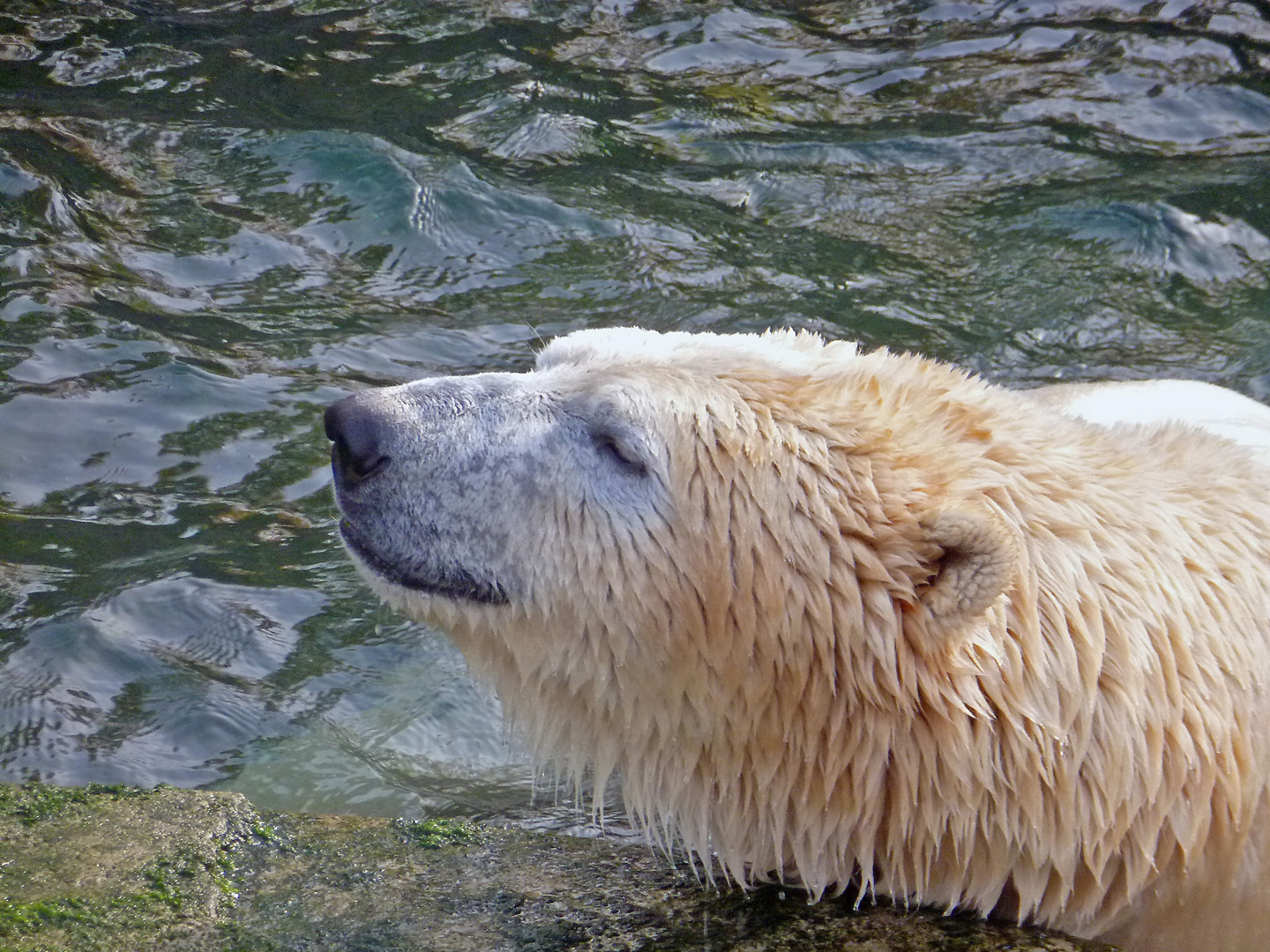 Sonnenbad im Zoo Hannover