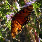 Sonnenbad in Cedar Key (Fl)