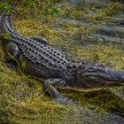 Sonnenbad in den Everglades