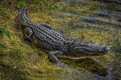 Sonnenbad in den Everglades