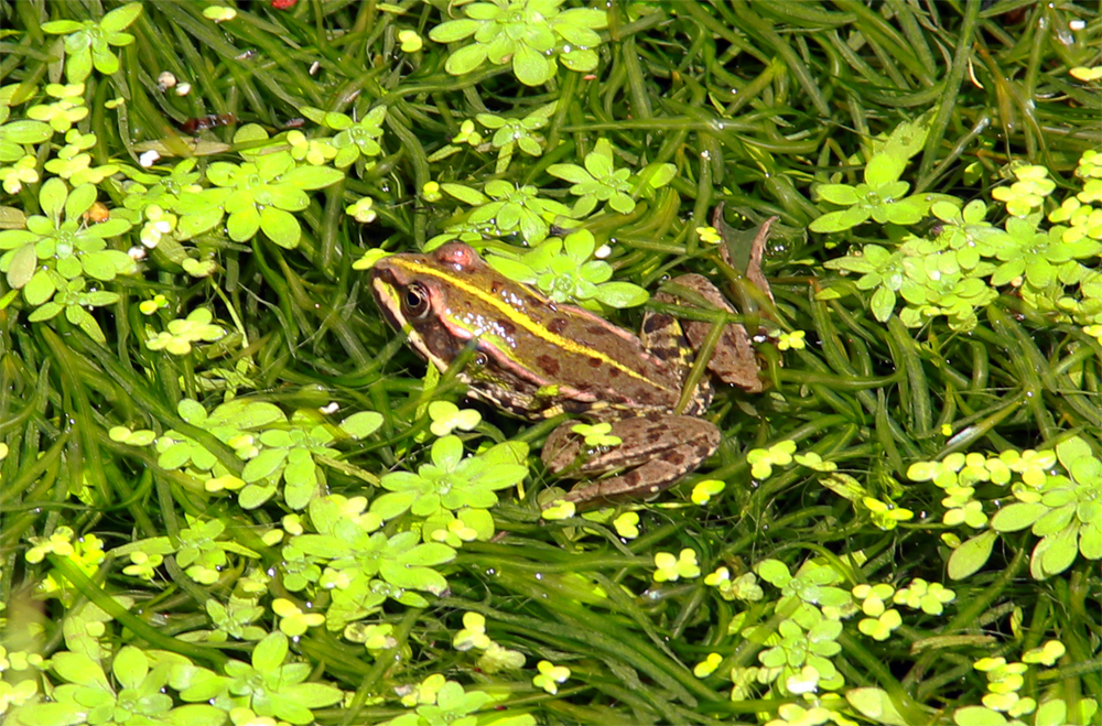 Sonnenbad mitten im Natur Biotop