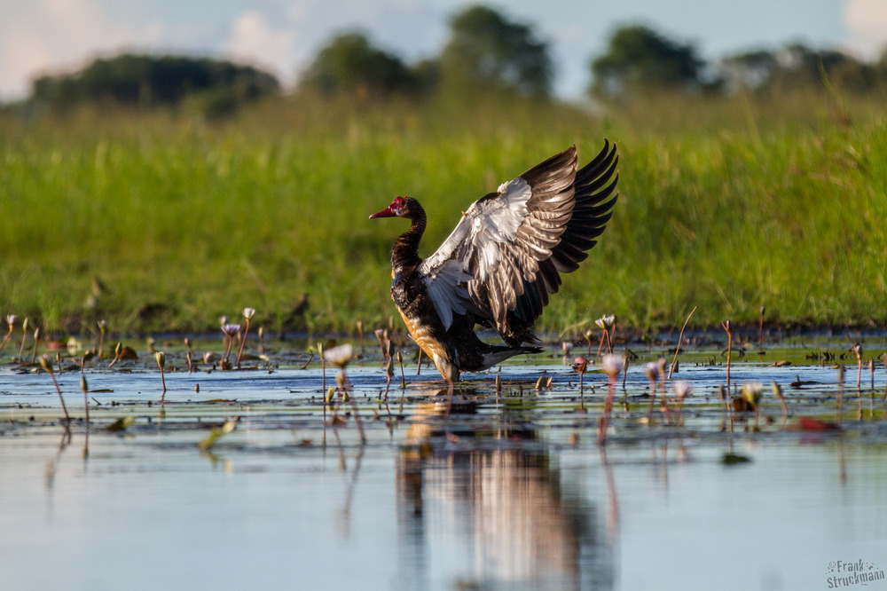 Sonnenbad - Sporen Gans (Spur-winged-Goose)