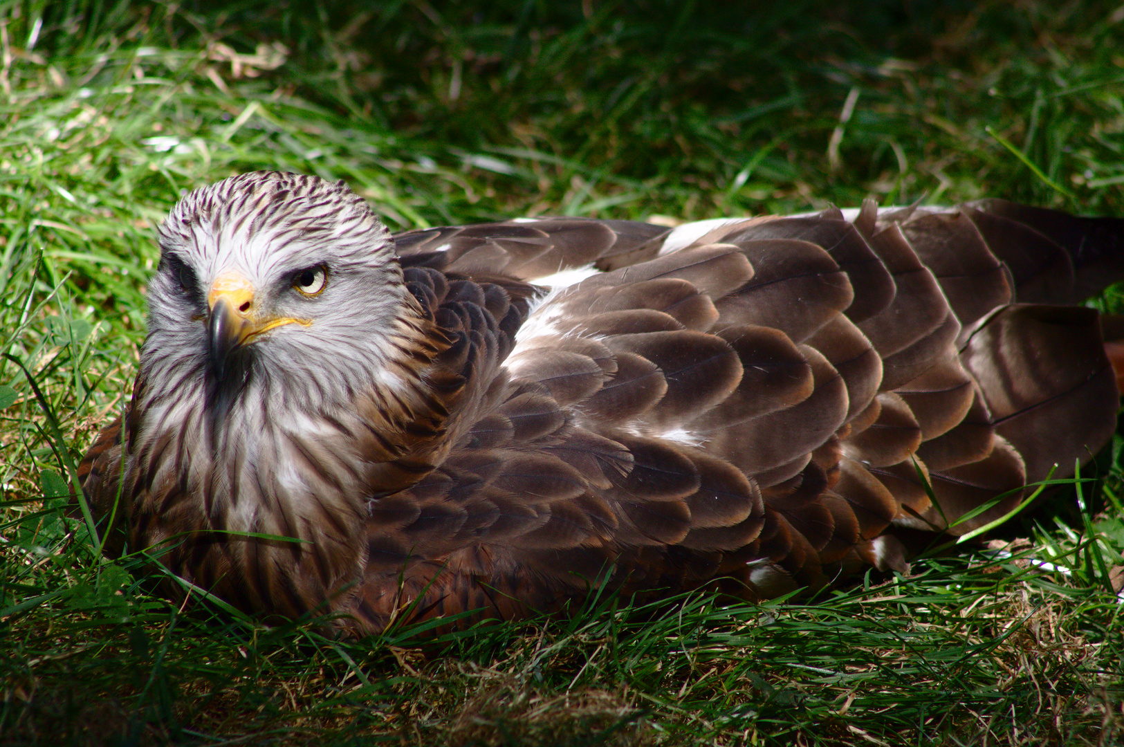 Sonnenbad (Wildpark Gangelt)