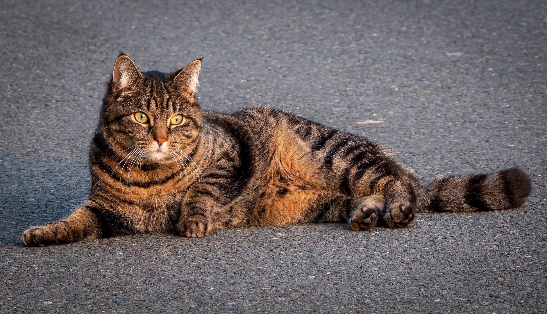 - Sonnenbaden auf dem Asphalt - 