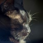 Sonnenbaden auf Katzenart