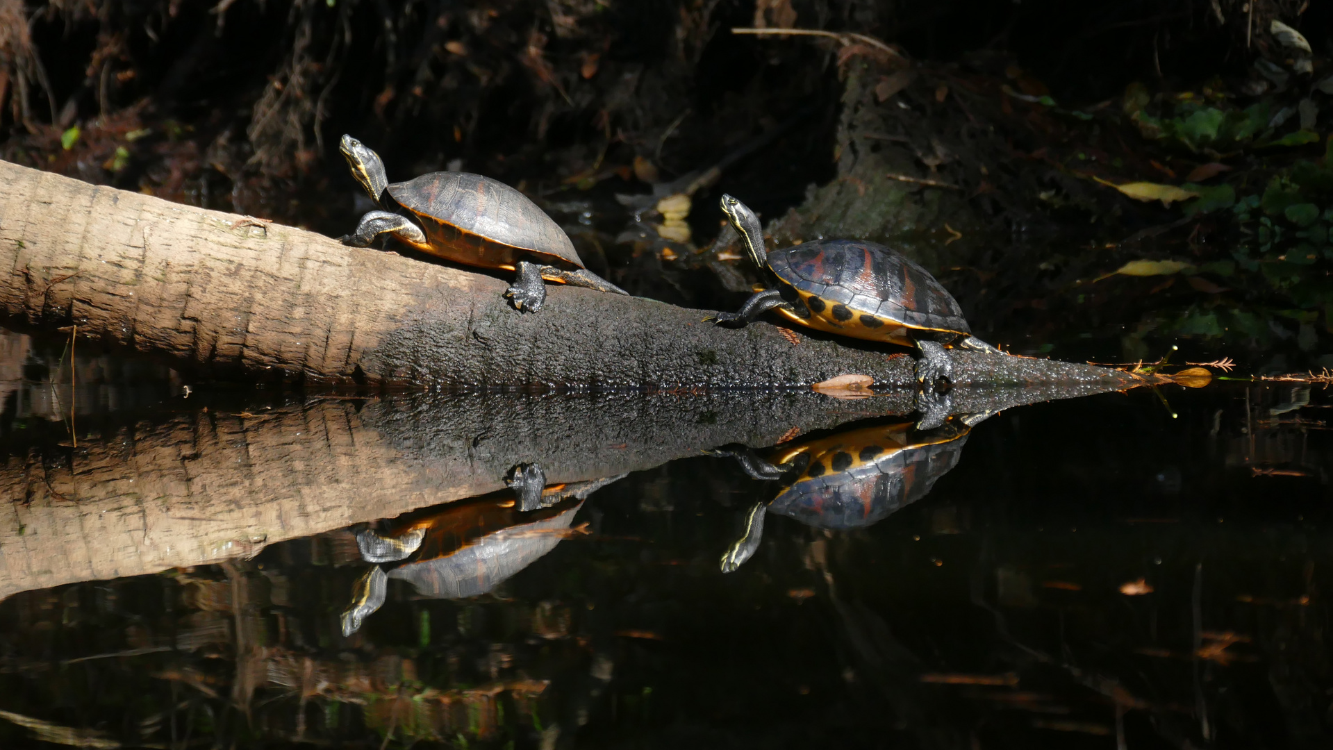 Sonnenbadende Schildkröten