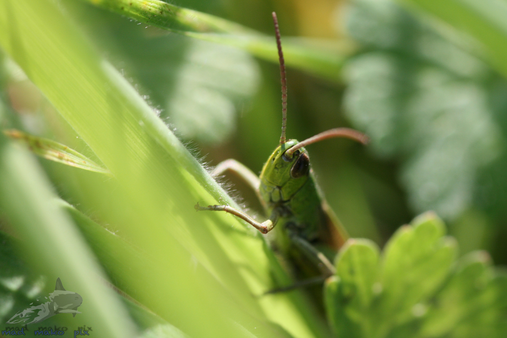 Sonnenbadendes Heimchen Foto & Bild tiere, wildlife, insekten Bilder