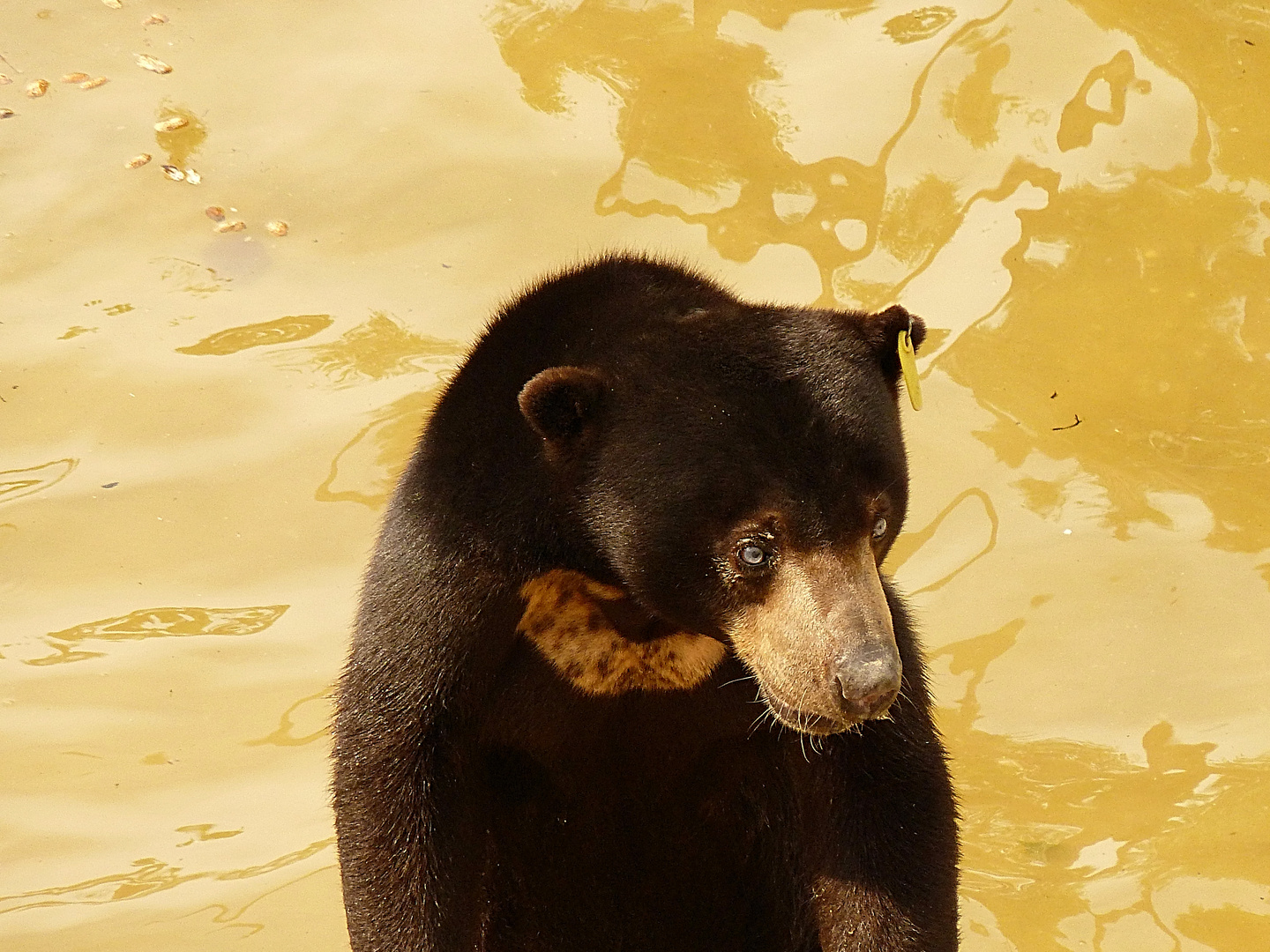 Sonnenbär Borneo