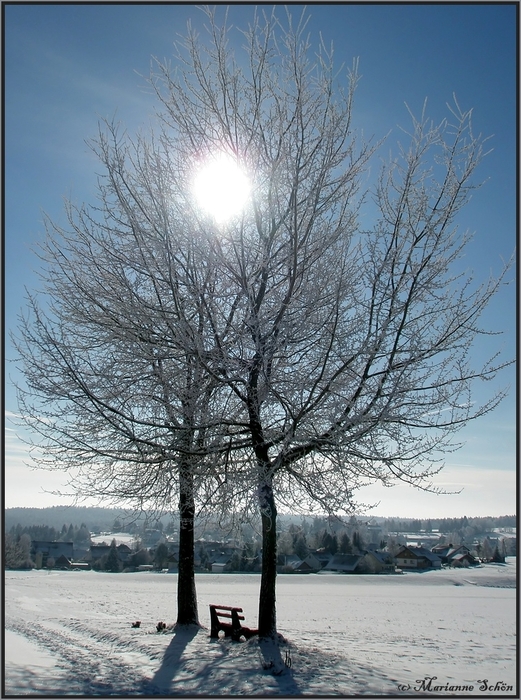 Sonnenbäume...