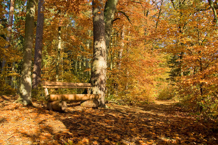 Sonnenbank im Herbstwald
