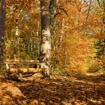 Sonnenbank im Herbstwald