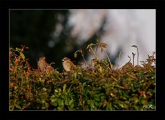 Sonnenbank von Familie Sperling