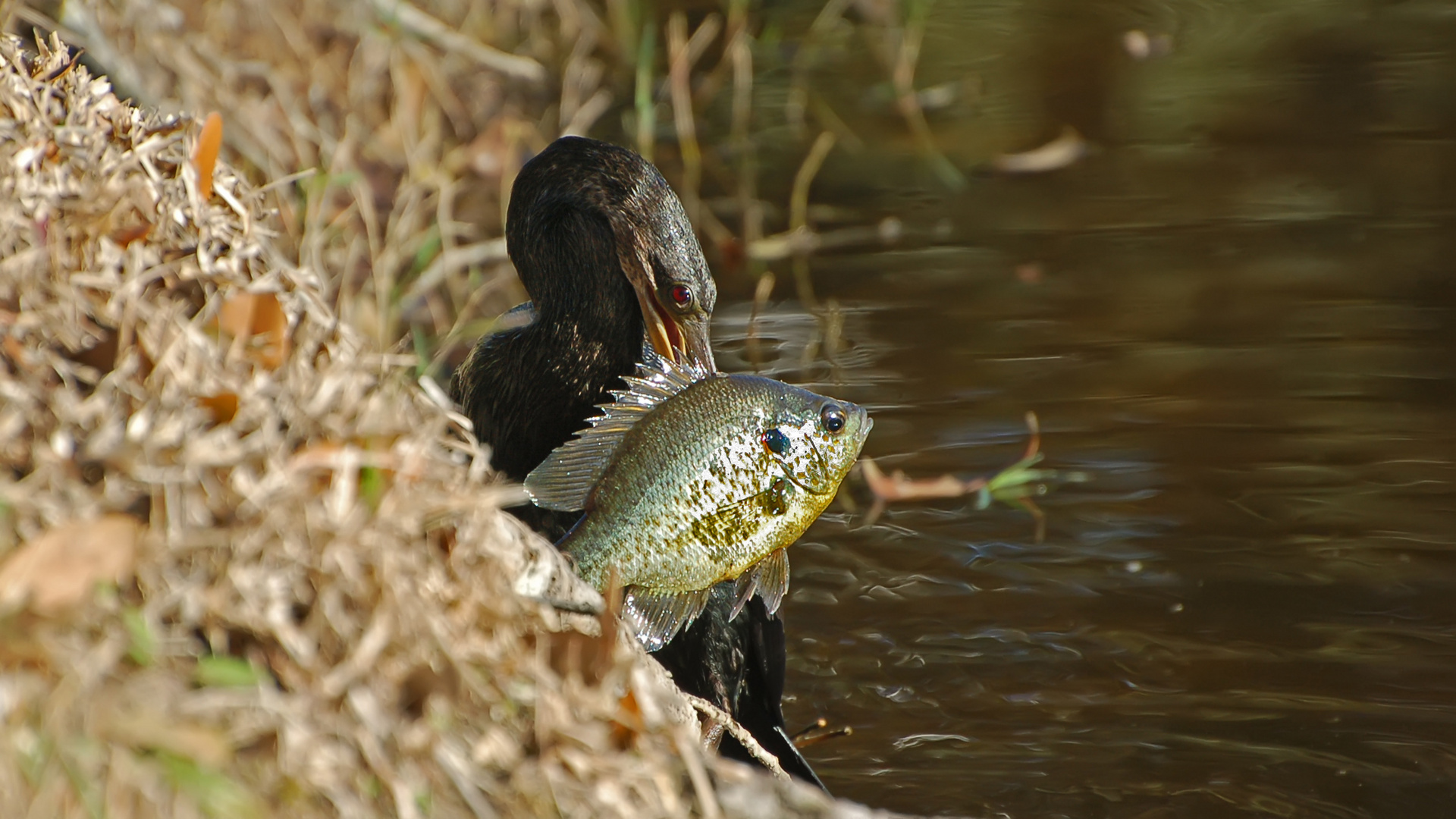 Sonnenbarsch... Foto & Bild natur, vögel, wildlife Bilder auf
