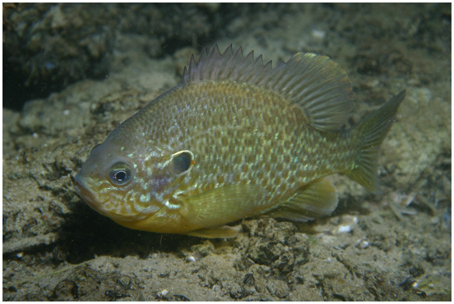 Sonnenbarsch Foto & Bild unterwasser, naturkreativ