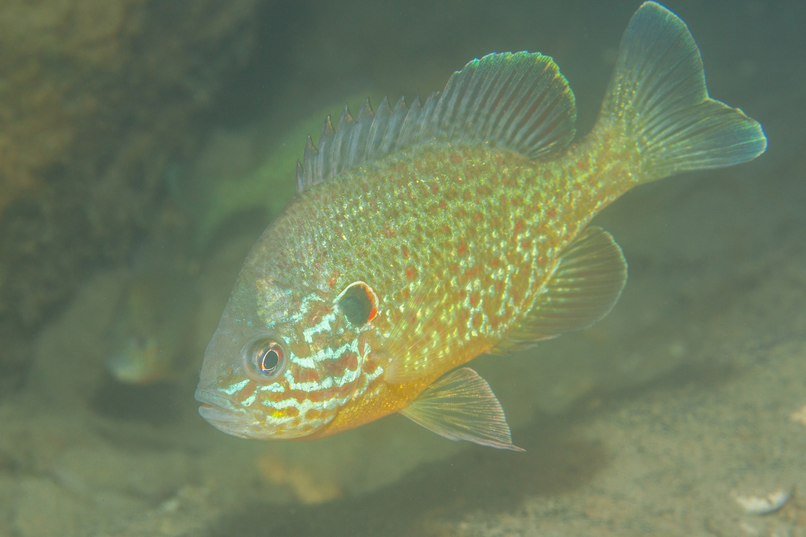 Sonnenbarsch, Neufelder See Foto & Bild tiere, wildlife, fische