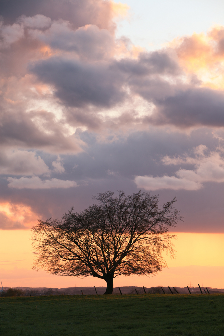 Sonnenbaum