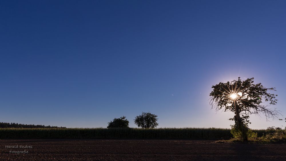 Sonnenbaum