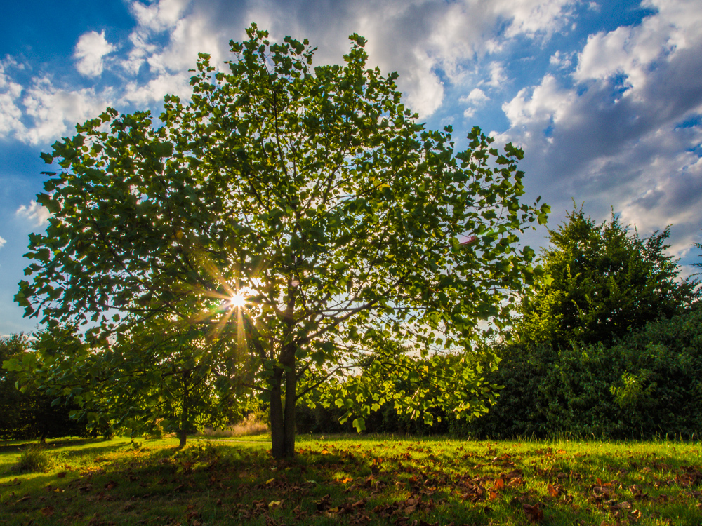 Sonnenbaum #2